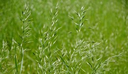 Cutting management for multi-species swards
